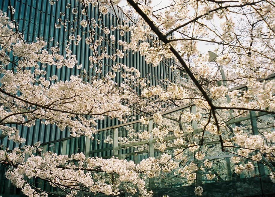 小田飛鳥さんのインスタグラム写真 - (小田飛鳥Instagram)「ミッドタウンの桜と、近所の山吹🌸🌼 #tokyo #tokyomidtown #sakura #cherryblossom #filmphotography #filmcamera #autoboy」4月15日 14時56分 - asuka_oda_0320