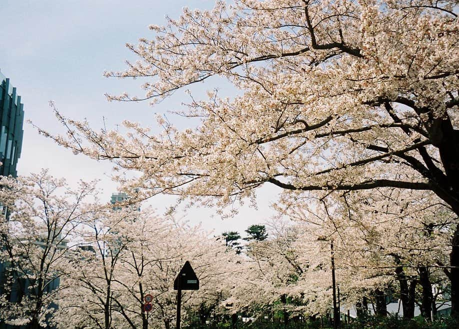 小田飛鳥さんのインスタグラム写真 - (小田飛鳥Instagram)「ミッドタウンの桜と、近所の山吹🌸🌼 #tokyo #tokyomidtown #sakura #cherryblossom #filmphotography #filmcamera #autoboy」4月15日 14時56分 - asuka_oda_0320