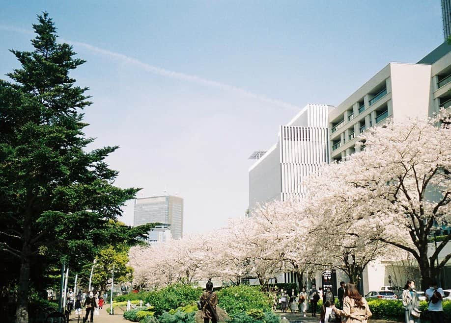 小田飛鳥さんのインスタグラム写真 - (小田飛鳥Instagram)「ミッドタウンの桜と、近所の山吹🌸🌼 #tokyo #tokyomidtown #sakura #cherryblossom #filmphotography #filmcamera #autoboy」4月15日 14時56分 - asuka_oda_0320