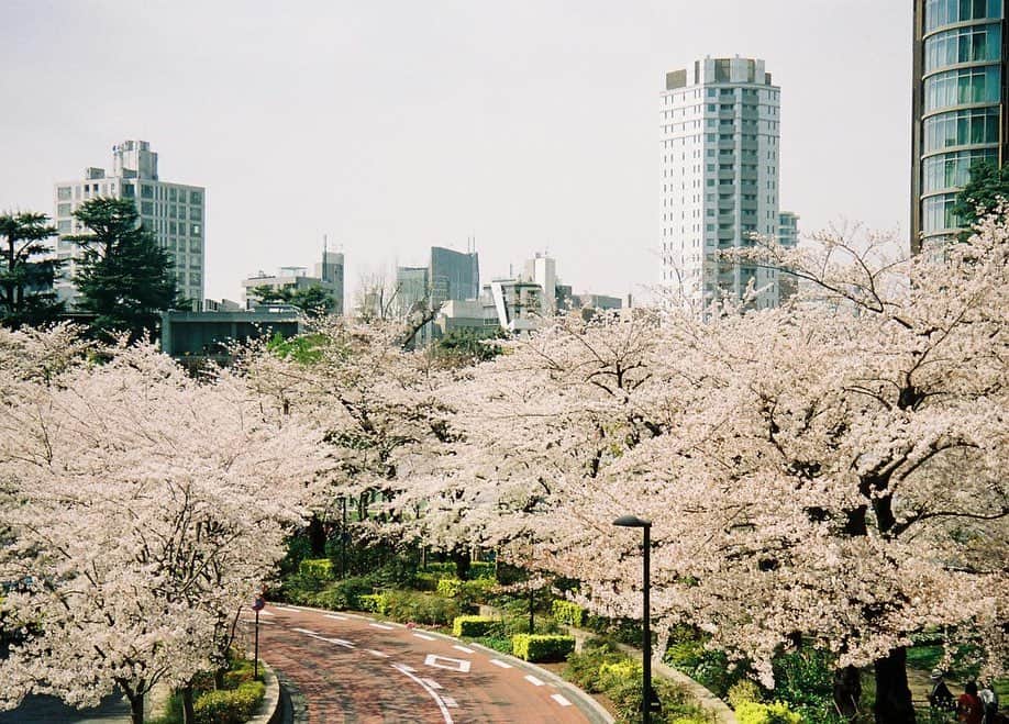 小田飛鳥のインスタグラム：「ミッドタウンの桜と、近所の山吹🌸🌼 #tokyo #tokyomidtown #sakura #cherryblossom #filmphotography #filmcamera #autoboy」