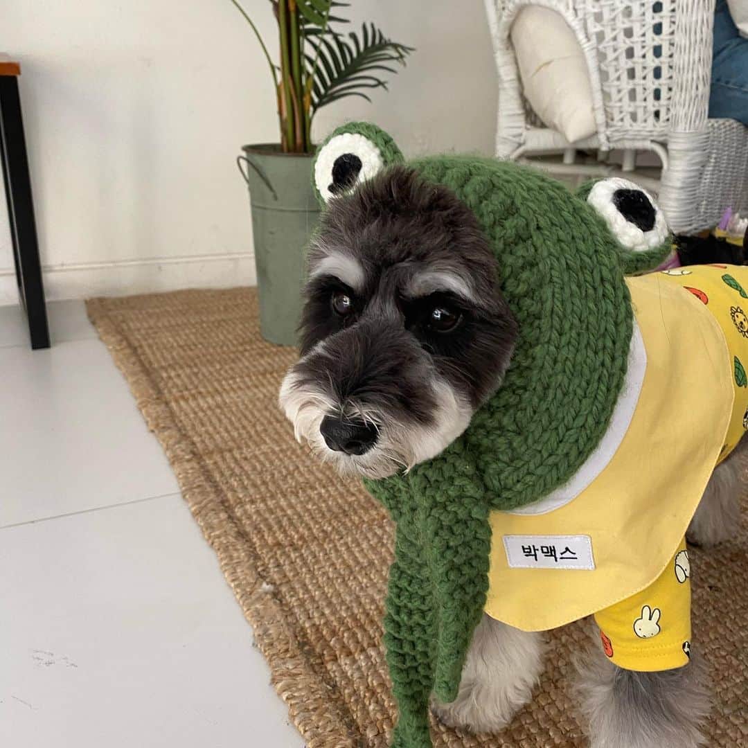のインスタグラム：「🐸MAX」