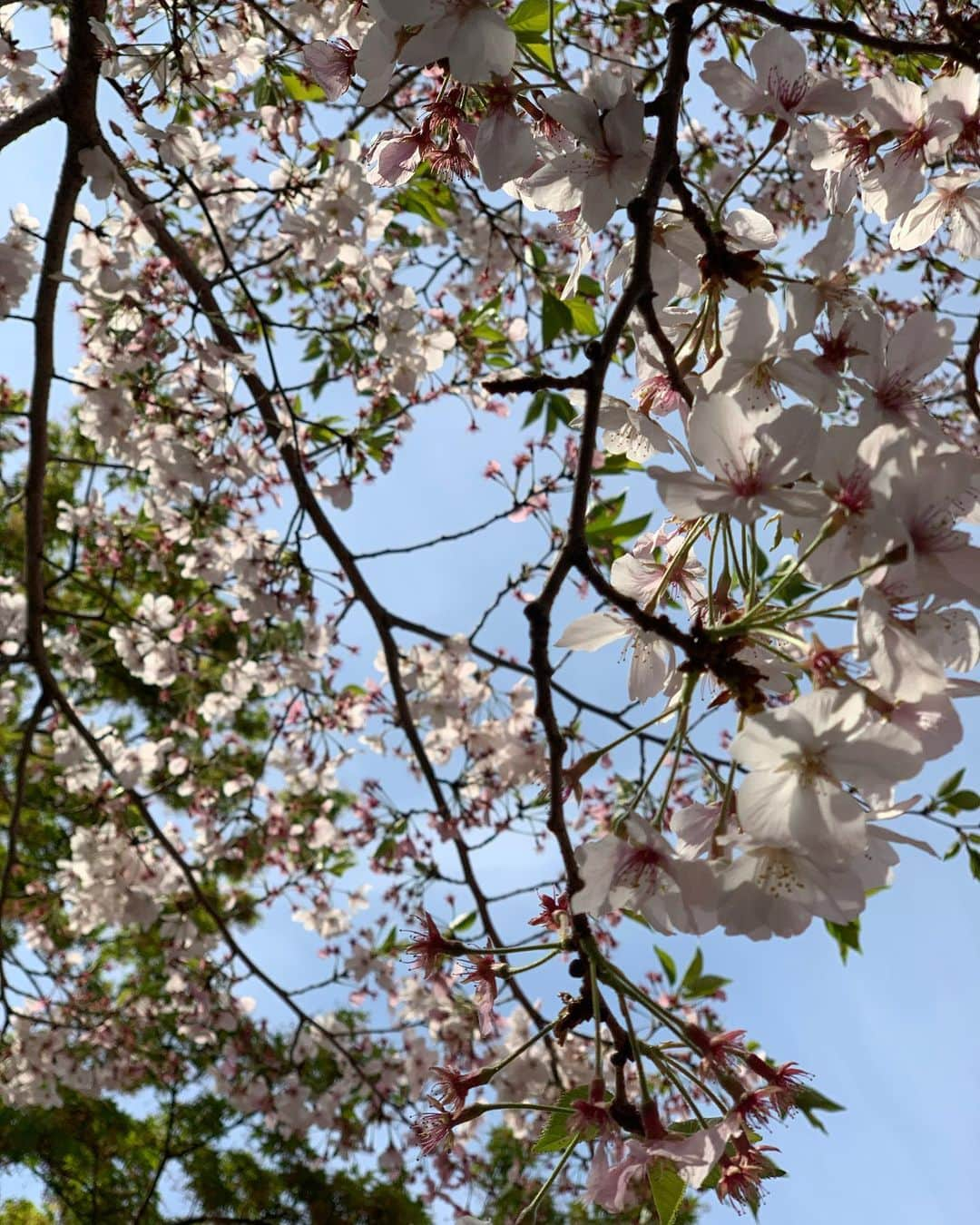 宇月颯さんのインスタグラム写真 - (宇月颯Instagram)「.﻿ .﻿ 🌸🌸🌸🌸🌸🌸🌸🌸🌸🌸🌸🌸🌸 そう言えば…﻿ ギリギリ見れたいつかのどこかの桜‧⁺◟( ᵒ̴̶̷̥́ ·̫ ᵒ̴̶̷̣̥̀ )﻿ 🌸🌸🌸🌸🌸🌸🌸🌸🌸🌸🌸🌸🌸﻿ ﻿ ﻿ #桜﻿#sakura #cherryblossoms  #一番好きな花﻿ #春﻿#spring #一番好きな季節﻿ #3枚目からのって﻿桜？ #好きな花なのに #見分けられず… #そういうところです╭(°A°`)╮﻿」4月15日 15時31分 - hayate_uzuki_official