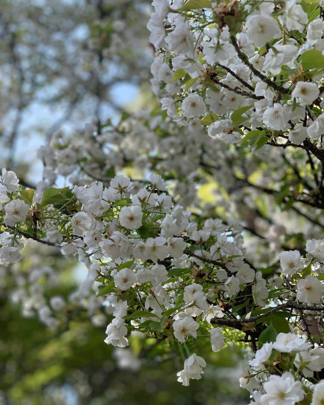 宇月颯さんのインスタグラム写真 - (宇月颯Instagram)「.﻿ .﻿ 🌸🌸🌸🌸🌸🌸🌸🌸🌸🌸🌸🌸🌸 そう言えば…﻿ ギリギリ見れたいつかのどこかの桜‧⁺◟( ᵒ̴̶̷̥́ ·̫ ᵒ̴̶̷̣̥̀ )﻿ 🌸🌸🌸🌸🌸🌸🌸🌸🌸🌸🌸🌸🌸﻿ ﻿ ﻿ #桜﻿#sakura #cherryblossoms  #一番好きな花﻿ #春﻿#spring #一番好きな季節﻿ #3枚目からのって﻿桜？ #好きな花なのに #見分けられず… #そういうところです╭(°A°`)╮﻿」4月15日 15時31分 - hayate_uzuki_official