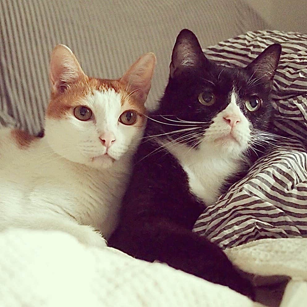 Katetsaiのインスタグラム：「天堂相聚 Together in heaven  #好傷心 #捨不得 #你要去找東東黑熊喔  #cat #neko #ネコ #ねこ #猫 #benbenfansclub #本本Benben #blackbearfansclub #黑熊blackbear #catsofinstagram」