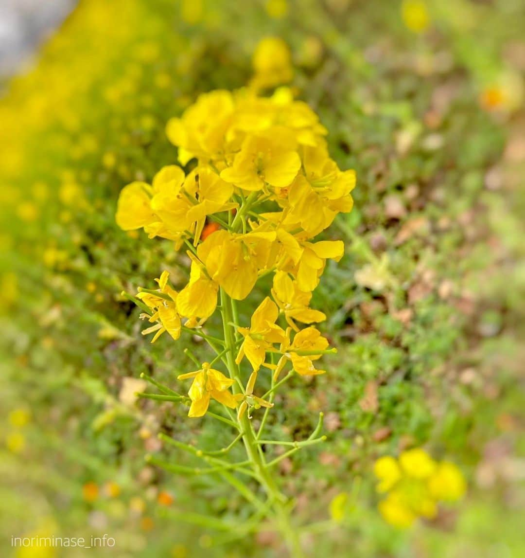 水瀬いのりさんのインスタグラム写真 - (水瀬いのりInstagram)「歩いてるときに出会える可愛くも美しい春の景色に癒されながら、今週も頑張ってます！  #自然は偉大だ #もう4月折り返しって早過ぎませんか」4月15日 16時22分 - inoriminase_info