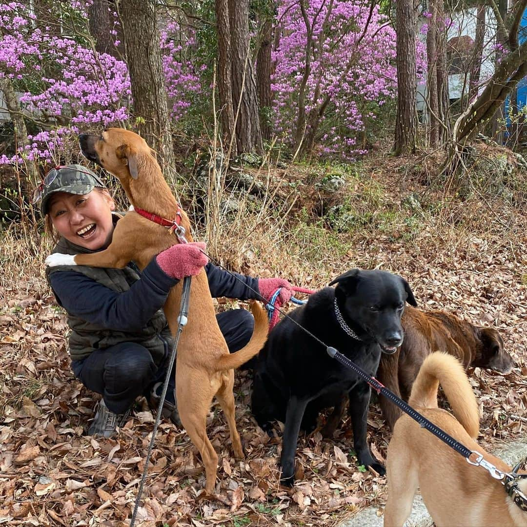 岡田美里さんのインスタグラム写真 - (岡田美里Instagram)「綺麗に咲いたミツバツツジの前で🐕‍🦺🐕🐕🐕 ひゃめて〜💦 きのこ王の鬼嫁ゆうちゃんも ひゃめて〜💦  #きのこ王 #鬼嫁  #犬のいる暮らし  #散歩  #ミツバツツジ  #富士山麓」4月15日 17時15分 - millieokada