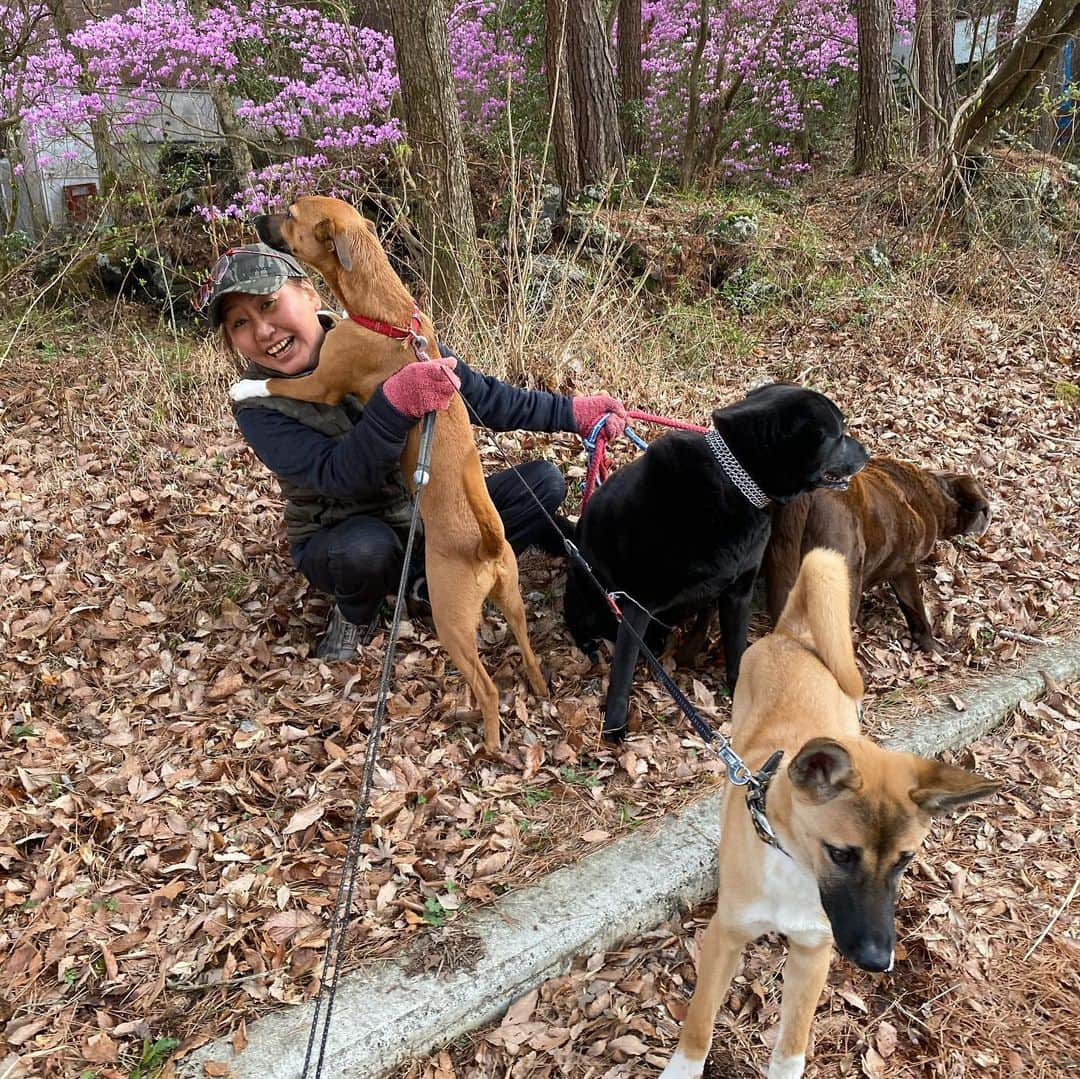 岡田美里さんのインスタグラム写真 - (岡田美里Instagram)「綺麗に咲いたミツバツツジの前で🐕‍🦺🐕🐕🐕 ひゃめて〜💦 きのこ王の鬼嫁ゆうちゃんも ひゃめて〜💦  #きのこ王 #鬼嫁  #犬のいる暮らし  #散歩  #ミツバツツジ  #富士山麓」4月15日 17時15分 - millieokada