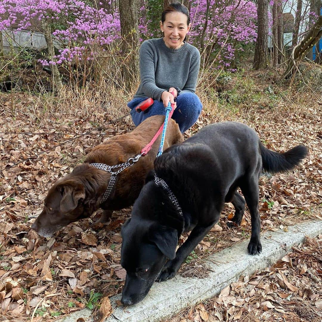 岡田美里さんのインスタグラム写真 - (岡田美里Instagram)「綺麗に咲いたミツバツツジの前で🐕‍🦺🐕🐕🐕 ひゃめて〜💦 きのこ王の鬼嫁ゆうちゃんも ひゃめて〜💦  #きのこ王 #鬼嫁  #犬のいる暮らし  #散歩  #ミツバツツジ  #富士山麓」4月15日 17時15分 - millieokada