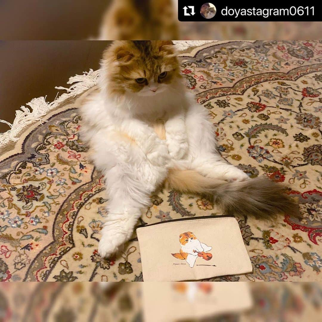 AYASAさんのインスタグラム写真 - (AYASAInstagram)「🐈 デザインを実写化できました❤️ (バヨリンは置けなかった💦)  #Repost @doyastagram0611 with @make_repost ・・・ 🐈 どやポーチのすゝめ🐈🎻 めちゃくちゃ使いやすいのですよー💕  ちょうど同じポーズしてる時があったので、こっそりポーチ置いてみたら写真撮らせてくれました🐾 #スコ座り  ・ ・ #どや #スコティッシュフォールド #スコティッシュフォールド折れ耳 #ヴィレヴァン #ヴィレッジヴァンガード  #商品化の夢が叶った」4月15日 18時38分 - ayasa_doya