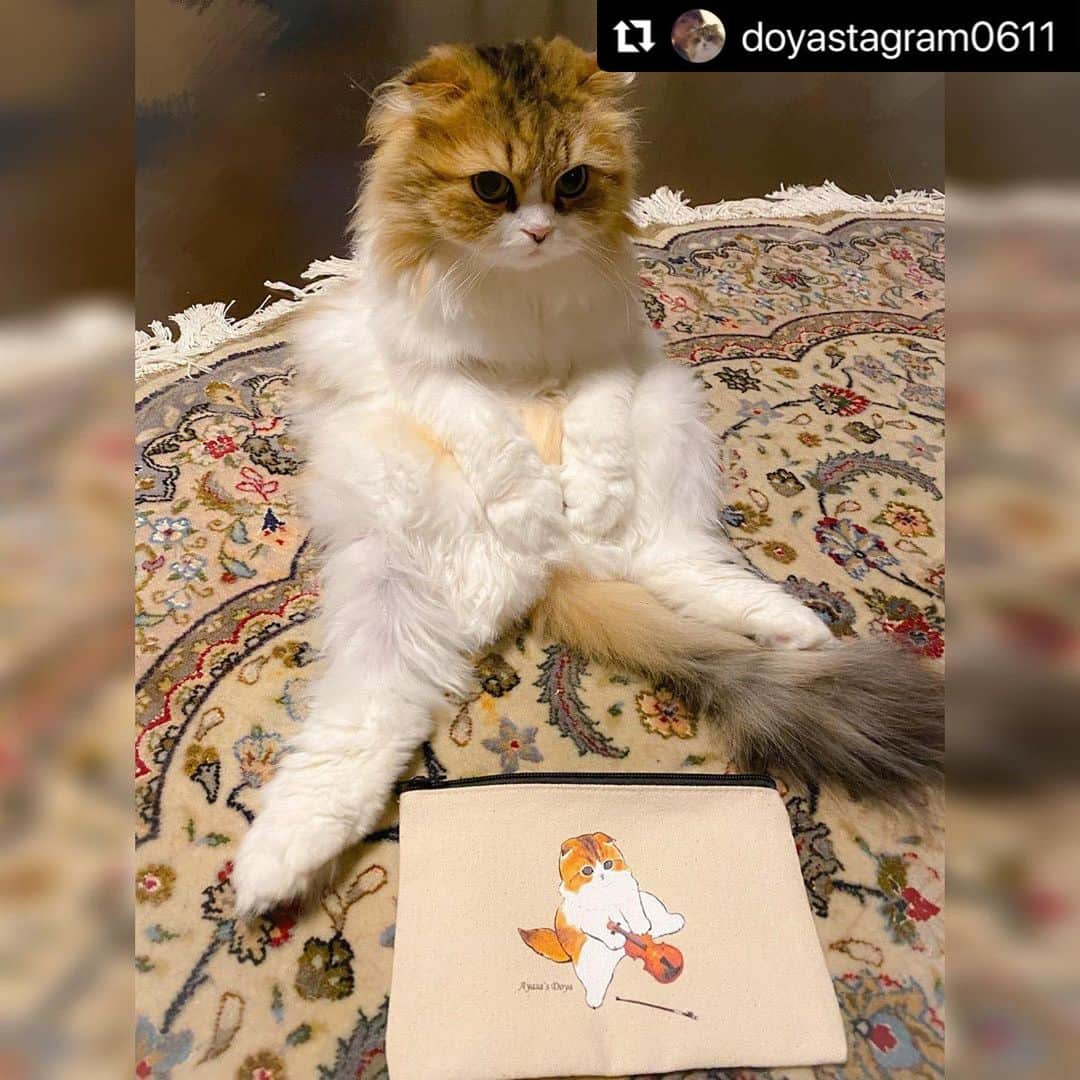 AYASAさんのインスタグラム写真 - (AYASAInstagram)「🐈 デザインを実写化できました❤️ (バヨリンは置けなかった💦)  #Repost @doyastagram0611 with @make_repost ・・・ 🐈 どやポーチのすゝめ🐈🎻 めちゃくちゃ使いやすいのですよー💕  ちょうど同じポーズしてる時があったので、こっそりポーチ置いてみたら写真撮らせてくれました🐾 #スコ座り  ・ ・ #どや #スコティッシュフォールド #スコティッシュフォールド折れ耳 #ヴィレヴァン #ヴィレッジヴァンガード  #商品化の夢が叶った」4月15日 18時38分 - ayasa_doya