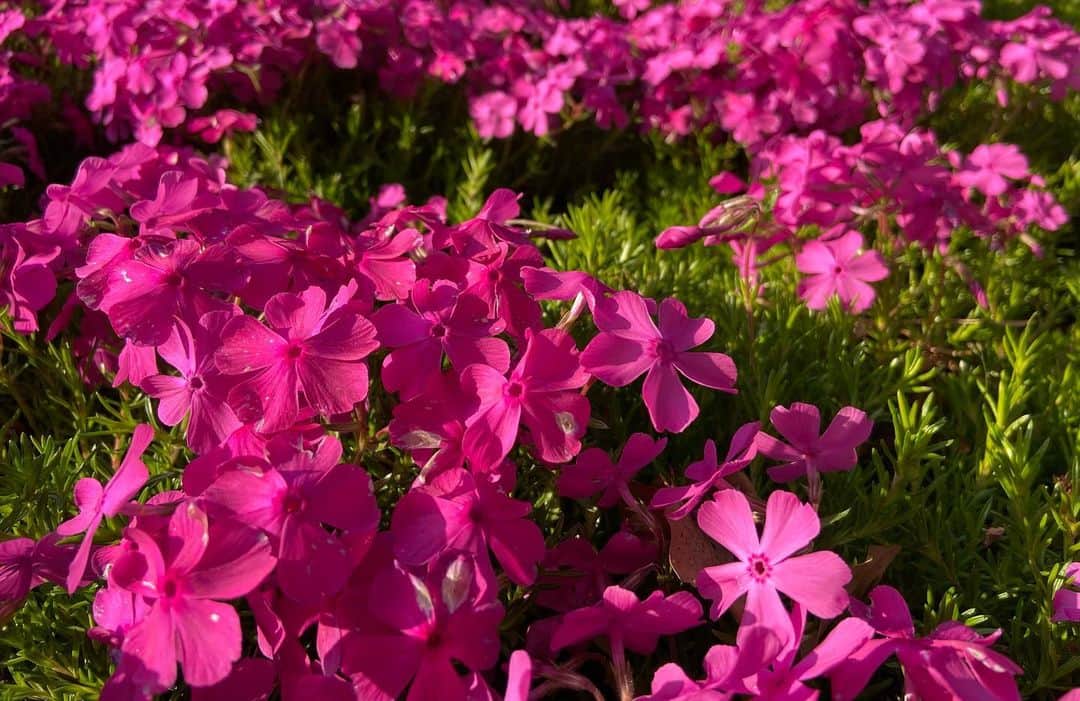 島津咲苗さんのインスタグラム写真 - (島津咲苗Instagram)「430天気で紹介していた芝桜🌸 あれ？これも名城公園にあったぞ！しっかりムービーを撮っていたのでした☺️人の密には敏感になるこの頃ですが、花が密になっているのはいいですね✨目が覚めるようなビビッドピンク♪綺麗です。」4月15日 19時15分 - sanae_shimazu