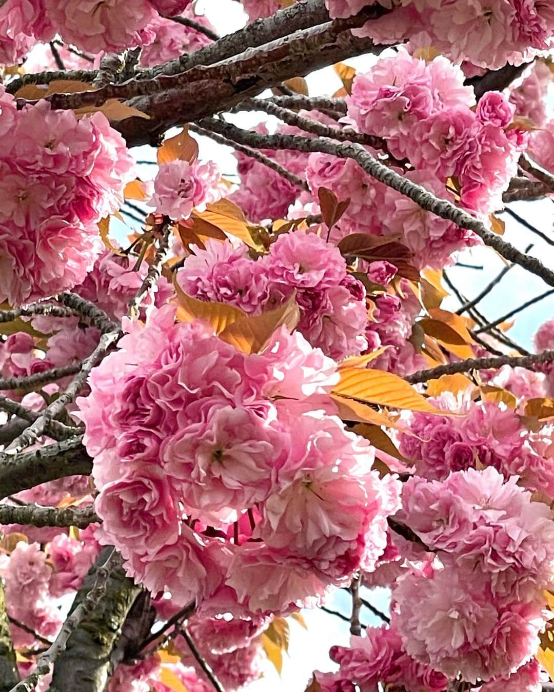 山田佳子さんのインスタグラム写真 - (山田佳子Instagram)「朝のお散歩にて。遅咲き桜、まだ楽しめました🌸💕﻿ ﻿ #遅咲き桜﻿ #牡丹桜﻿ #キレイ﻿ #ピンク色﻿ #ときめく﻿ #心穏やかになるひととき﻿ #朝のお散歩」4月15日 20時15分 - yoshiko117