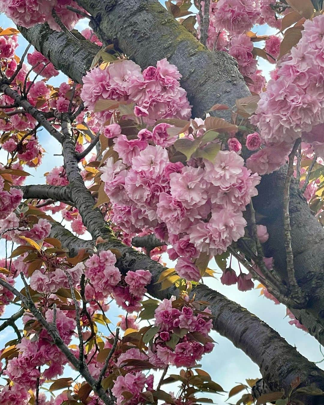 山田佳子さんのインスタグラム写真 - (山田佳子Instagram)「朝のお散歩にて。遅咲き桜、まだ楽しめました🌸💕﻿ ﻿ #遅咲き桜﻿ #牡丹桜﻿ #キレイ﻿ #ピンク色﻿ #ときめく﻿ #心穏やかになるひととき﻿ #朝のお散歩」4月15日 20時15分 - yoshiko117