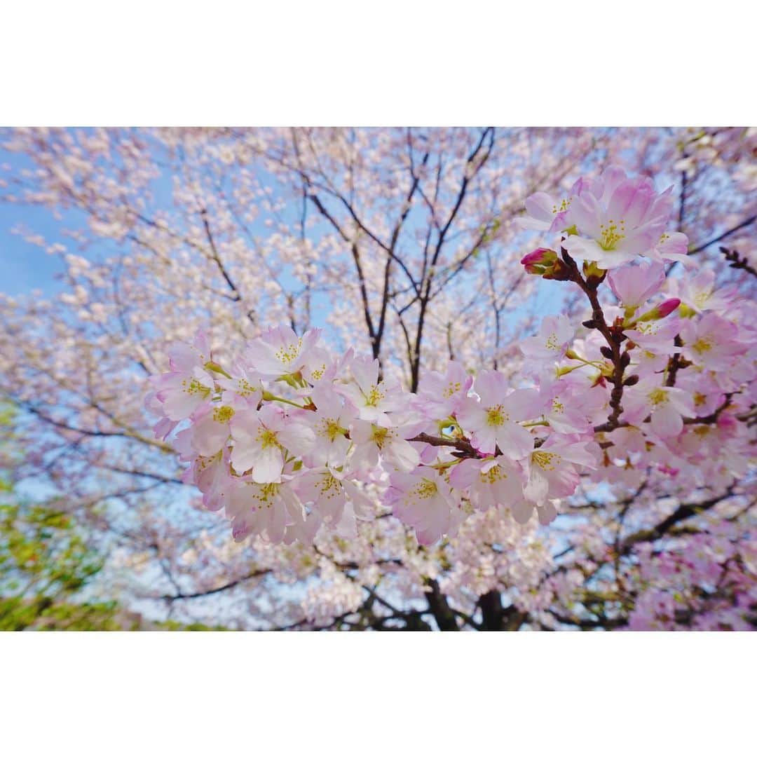 谷中麻里衣さんのインスタグラム写真 - (谷中麻里衣Instagram)「Cherry blossoms 🥰  桜色の訪問着と自作の簪で🌸 帯留も桜だったのに落としちゃったみたい🥺 @kanzashi_marie   #着物#訪問着#母の着物#桜#簪#かんざし」4月15日 20時12分 - marieyanaka