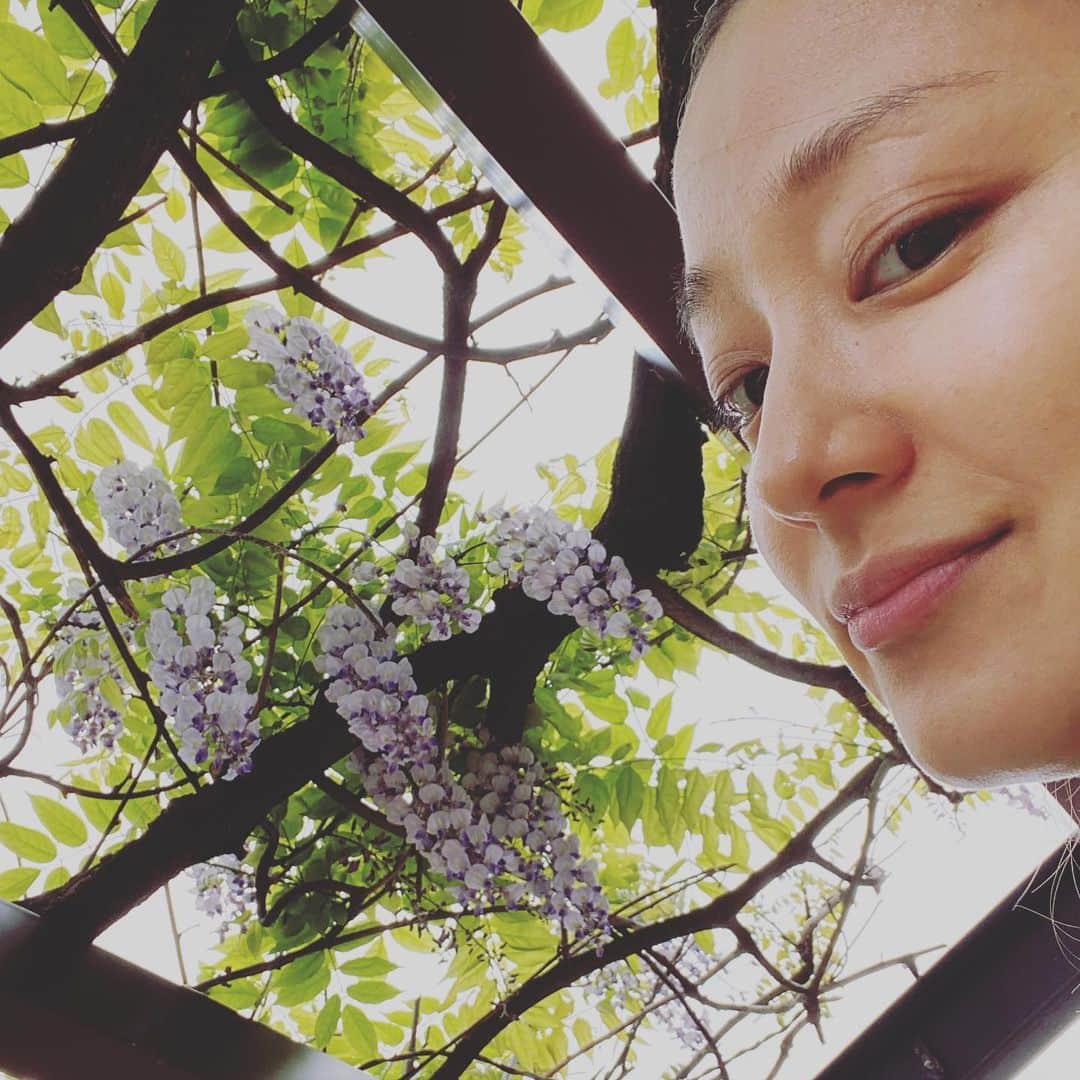 中越典子さんのインスタグラム写真 - (中越典子Instagram)「おはよう🌞 藤の花、みーつけた。 美しい藤色。なんだか、色っぽいわぁ 今日もがんばろね🔥 #色っぽいわぁ #藤の花」4月16日 7時00分 - nakagoshi_noriko.official