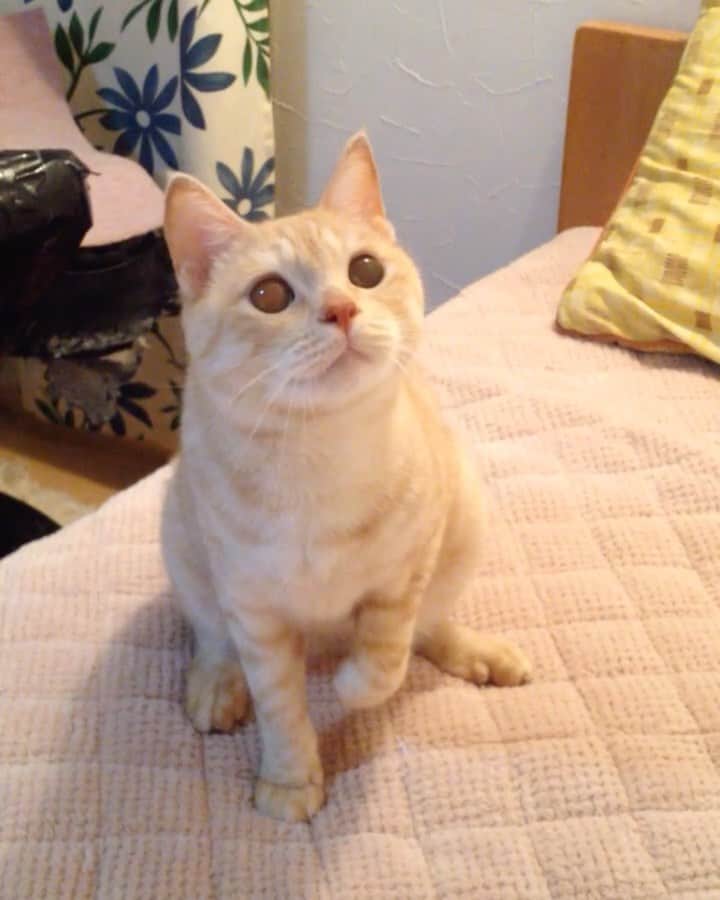 ruiruiのインスタグラム：「猫じゃらしを目で追ってる福ちゃん（2015/05/23） . . 遊んでいる時の福はお目々がクリクリで可愛かったなぁ〜☺️ . . マナたん福がいなくて寂しいらしく、保護猫サイトをみてニャンコを探しているよう…☺️ 少し前に猫ちゃんの写真がLINEに送られてきました🐱 . . #生前の福ちゃん #福ちゃんはお星様になりました #猫 #ねこ #にゃんこ #茶トラ #保護猫 #cat #cats #ilovecats #ilovemycat #instacat #Instagramcats #bestcats_oftheworld」