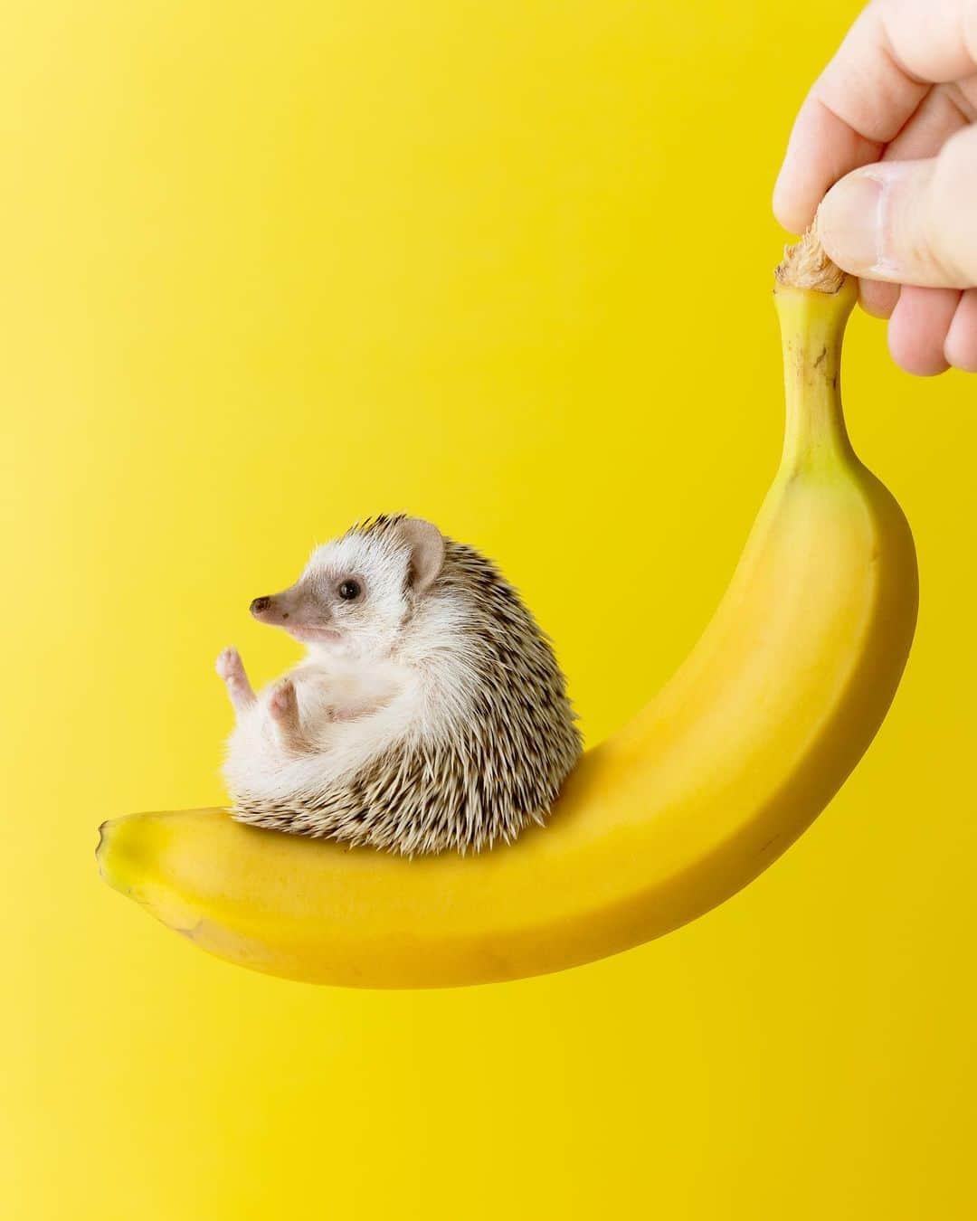ダーシーのインスタグラム：「Why banana is curved🍌 #photoshopped  コアラは小柄ですが、さすがにこんな小さくないです🦔🤣」