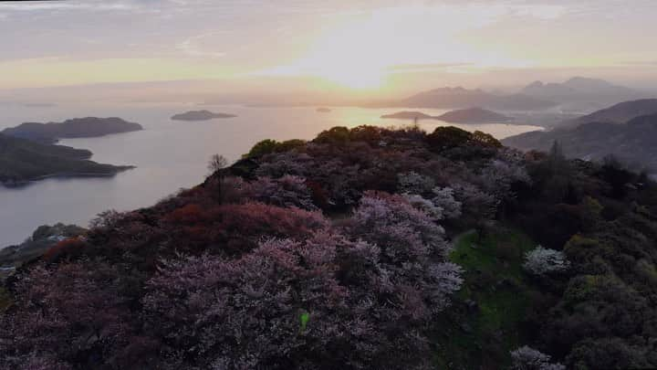 福田洋昭のインスタグラム：「If there was ever a cherry blossom heaven 👼🌅 香川県の紫雲出山に癒されました.  #Kagawa #Shiudeyama」