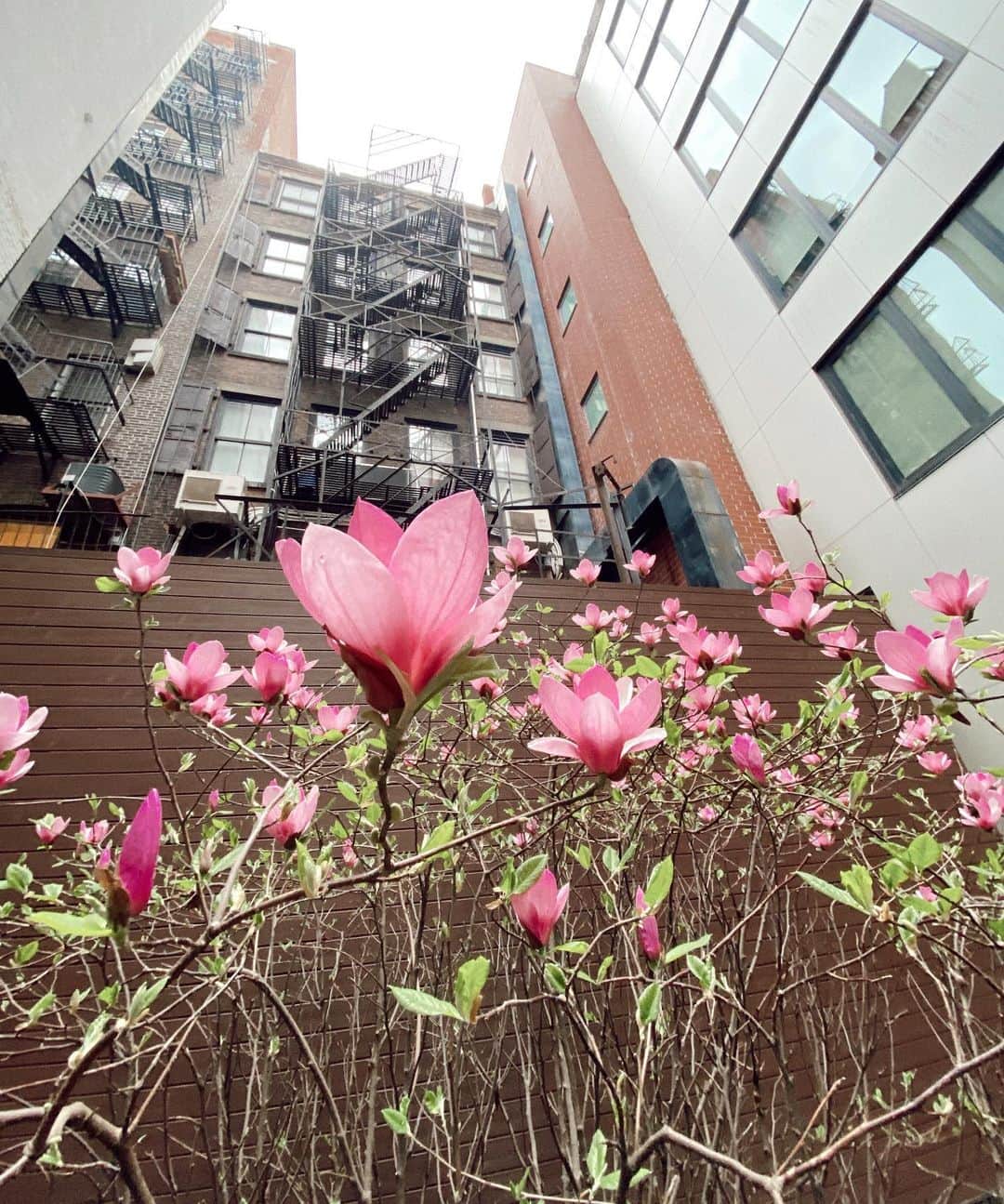 ジジ・ハディッドのインスタグラム：「NYC spring !」
