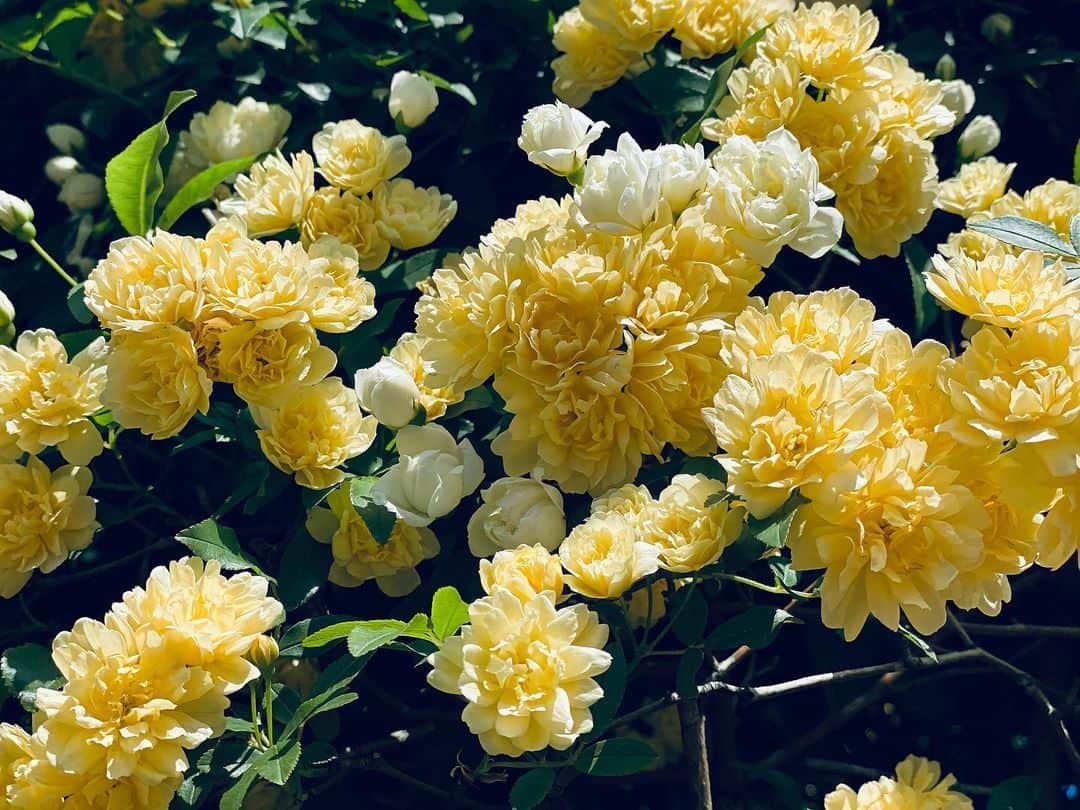 神子島みかさんのインスタグラム写真 - (神子島みかInstagram)「. 毎年この時期の私の 楽しみの一つは#木香薔薇 と #カンザン でもこもこしてる お花が好きみたい💛 . #花を愛でるお年頃」4月16日 0時11分 - kagomika