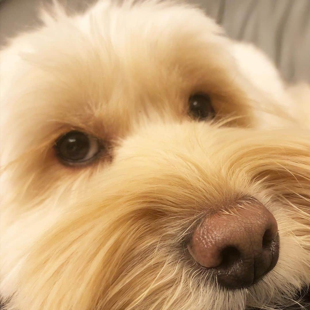 北山陽一のインスタグラム：「眠いらしい #きたやまおもち」