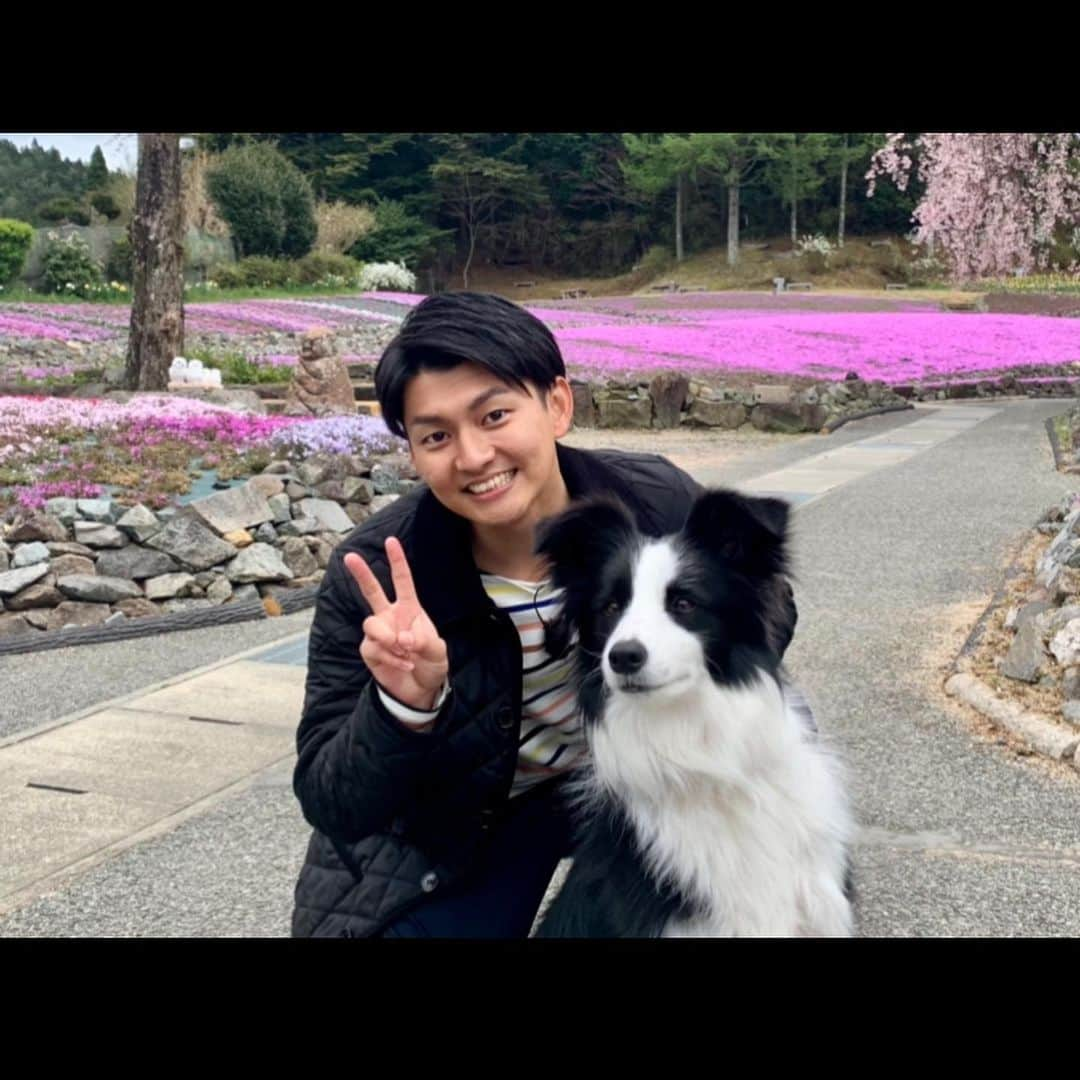 山本大貴さんのインスタグラム写真 - (山本大貴Instagram)「. 『スロイジ』中継コーナーで、 マスコット犬のテスちゃんとお散歩してきました！  兵庫県三田市にある 芝桜専門の庭園『花のじゅうたん』 ぎっしり綺麗に咲いていて、本当の絨毯のようでした！！ 芝桜とテスのコラボレーション🌸🐶  #スロイジ #スローでイージーな中継 #テス #花のじゅうたん #カンテレ #アナウンサー」4月16日 16時58分 - daiki_yamamoto_ktv