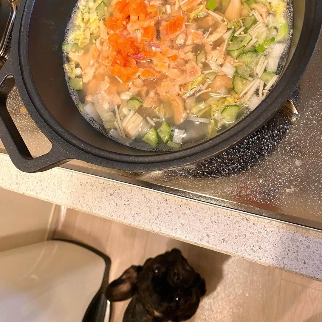 村西利恵さんのインスタグラム写真 - (村西利恵Instagram)「✔︎﻿ きのうまたママがお魚釣ってきたよ。﻿ ﻿ ビワマスって言うんだって。﻿ ﻿ あたちはたぶん前にも食べたことある気がする。﻿ ﻿ 夜ごはんにスープみたいにしてくれて美味しかったから﻿ ﻿ ペロペロしすぎたら、お皿が洗ったみたいにピカピカになっちゃった。﻿ ﻿ 来週水曜日のサンスポに釣りの様子が掲載されるんだって。﻿ ﻿ ﻿ それと、ママがきょうラジオの収録にいってきたよ。﻿ ﻿ インスタにコメントくれた方のも少し紹介できたみたい。﻿ ﻿ ありがとうございますって伝えてってさ。﻿ ﻿ 藤本アナと普段のトーンで話が盛り上がり過ぎて﻿ ﻿ 2人ともラジオだって事を忘れた瞬間があったらしいよ。﻿ ﻿ それは19日(月)にラジオ大阪でオンエアだってさ。﻿ ﻿ 番組名は「カンテら！」で、radikoでも聴けるからぜひって﻿ ﻿ ママが言ってます。﻿ ﻿ お知らせ多くて疲れたよ。﻿ ﻿ リオン﻿ ﻿ ﻿ ﻿ #サンスポ﻿ #釣りコラム﻿ #ビワマス﻿ #ビワマストローリング﻿ #ラジオ﻿ #カンテレ﻿ #アナウンサー﻿ が交代で担当する﻿ #ラジオ番組﻿ #カンテら！﻿ #オンエアは﻿ #月曜日と火曜日﻿ #深夜3時﻿ #私と藤本アナの回は﻿ #19日の27時に放送﻿ #20日の深夜3時ともいう﻿ #ぜひお聴きください」4月16日 17時57分 - riemuranishi