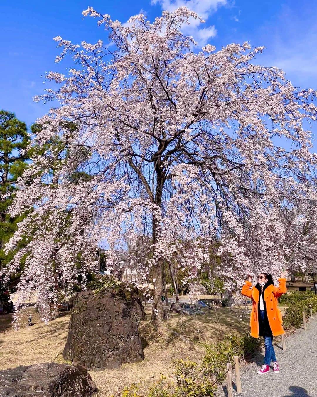 メロディー洋子さんのインスタグラム写真 - (メロディー洋子Instagram)「My first time being in Kyoto during cherry blossom season and it is so beautiful. I am so happy being surrounded by all of the beautiful nature. We biked around the whole city searching for the best Sakura! Thank you Kyoto 🙏🏽❤️ I can’t wait to go back again.   京都で花見🌸　初めて京都で桜を見れて、本当に嬉しかった。どこに行っても花が咲いてていっぱいエネルギーを貰いました！とてもハッピーでした！また行きたいです！ありがとう京都。ありがとう桜〜💗」4月16日 18時52分 - melody.yoko