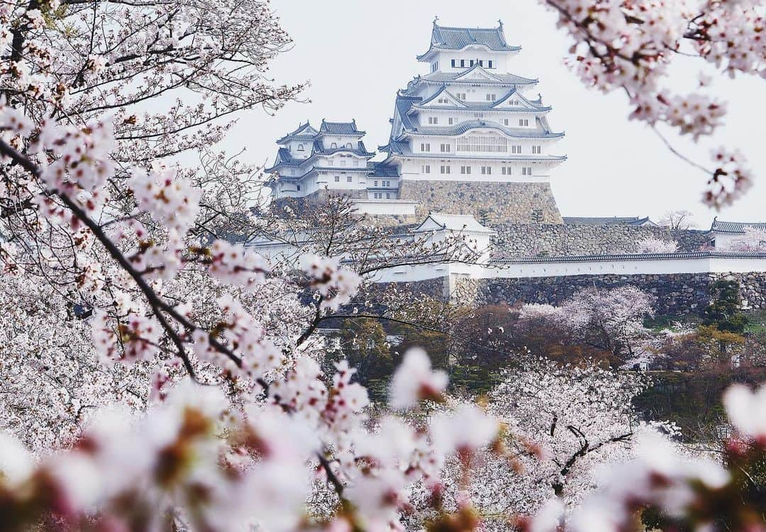 Najiiのインスタグラム：「Bloom - - 桜 - - #instagramjapan #tokyo_grapher  #tokyocameraclub #東京カメラ部 #mycanon #canonasia #lovers_nippon #pics_jp #visitjapanjp #unknownjapan #thediscoverer #sakura #cherrytree #blossom #桜 #eos #my_eos_photo  #himeji #姫路 #姫路城」