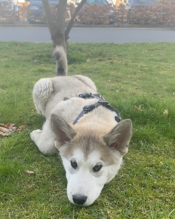 Mikkaのインスタグラム：「Malamutes are known for their wolf howl 😂🐺 He’s getting bigger every day. 13 weeks and already 12.5kg...」