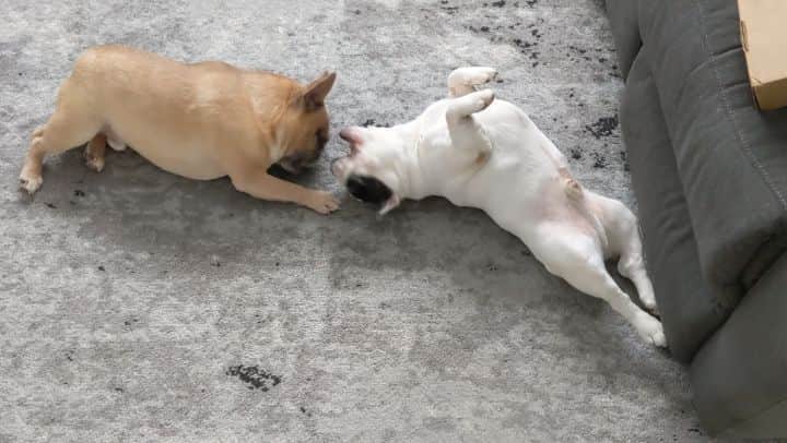 Manny The Frenchieのインスタグラム：「Filip trying to get me up to play...not gonna happen brudder! 🤣」