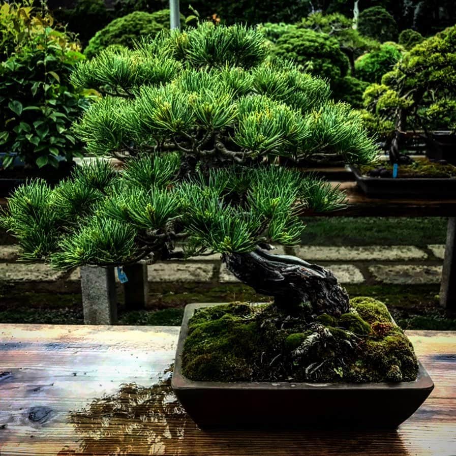 干場義雅さんのインスタグラム写真 - (干場義雅Instagram)「今一番欲しいもの。盆栽。買いに行きたかったけど、まんぼうで、また行けなくなってしまった😢　テーラーだった父は、僕ら家族を育てるためにいつもスーツを毎晩寝ずに作り、疲れた時に大好きな盆栽に水をあげていた、孤高の美を目指して……。  @yoshimasa_hoshiba  #yoshimasahoshiba  #干場義雅」4月17日 8時56分 - yoshimasa_hoshiba