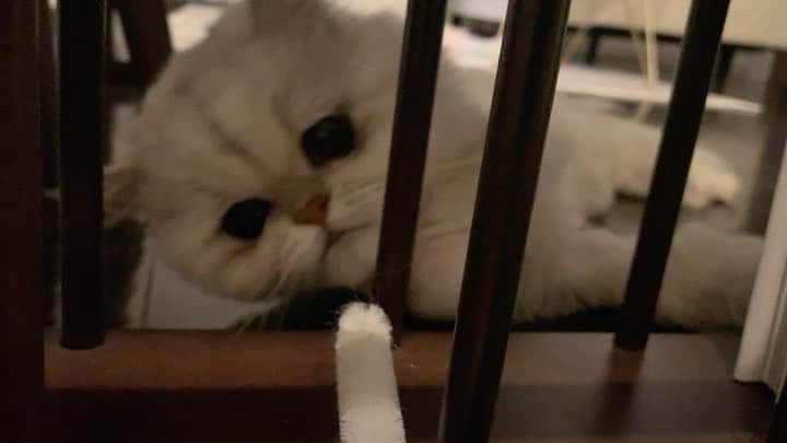 BeBeのインスタグラム：「Happy Caturday🐱💕#cat #kitty #kittycat #meow #catsofinstagram #kittensofinstagram #petsofinstagram #ilovecat #hubcats #猫　#adorable #kawaii #catvideo #bebe  channel #もふもふ　#persiancat #catlife」
