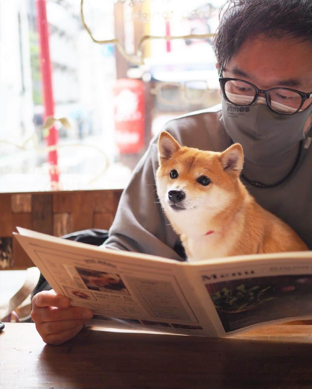 豆柴にこちゃんさんのインスタグラム写真 - (豆柴にこちゃんInstagram)「🐶 16時くらいにaneacafeで 遅めのランチ。  ２枚目は珍しくトムに 撮影してもらったら見事に半目😐  カフェの向かいにあった、 海鮮＆焼き鳥の店で 九十九里のハマグリ買ったから これから晩酌で食べるよ🐚  ランチの後は病院に にこの健康診断の結果を 聞きに行ったけど血液検査、 どこも悪い所はなく元気でした👍  #柴犬#豆柴#pecoいぬ部#犬#shibastagram#petstagram#犬#犬のいる暮らし#shibainu#dog#mameshiba#pecotv#いぬのきもち部#しばいぬ#しばけん#こいぬ#シバイヌ#狗#ペット#子犬#puppy#pet#시바견#강아지#개#instacute#barked#9gag#9gagpets」4月17日 19時54分 - nikochan.mame48