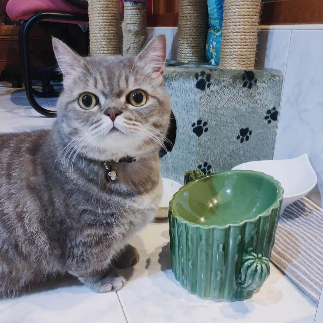 Pancakeさんのインスタグラム写真 - (PancakeInstagram)「“Where is my food?” 😐 New food bowl for the Cake from @sofursogood ! I like that it is ceramic, elevated, slightly angled and best of all, it is a 🌵CAcTus 😆 #cats #catstagram #catsoninstagram #catsofinstagram #sgcats #pets #instagramcats #munchkincats #neko #ねこ #マンチカン短足 #猫 #まんちかん部 #マンチカン部」4月17日 14時01分 - nugget_pancake