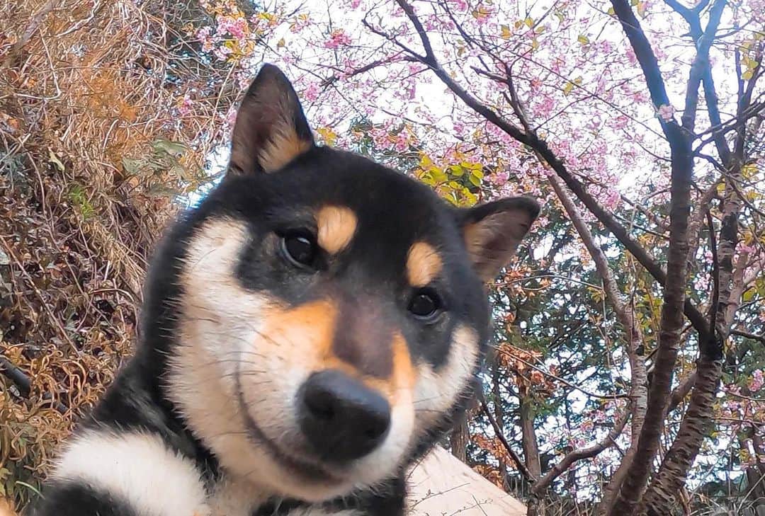 のインスタグラム：「柴犬のてまりも、桜を見れたみたい🌸💕ピンクのお花がよく似合うね❕  #みんなのどうぶつ園 #みんどう #らぶどう #日本犬 #柴犬 #イッヌ #Japanesedog #Japan #shiba #shibainu #shibadog #桜 #sakura #cherryblossom」