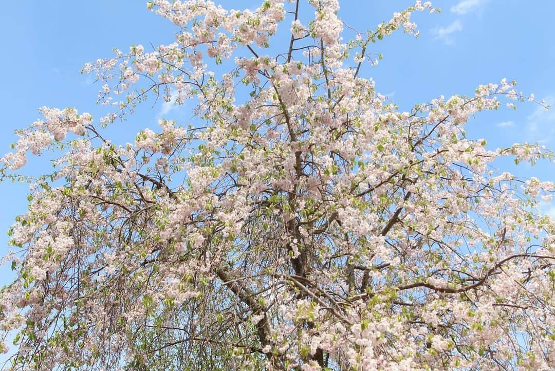 ogapiiiiiさんのインスタグラム写真 - (ogapiiiiiInstagram)「地元で見た桜たち🌸  ＊ソメイヨシノ ＊横輪桜 ＊陽光桜 ＊枝垂れ桜 ＊八重桜 ＊オオシマザクラ（樹齢360年以上だそうです）  また来年も沢山見れますように😇💫  #志摩市 #志摩  #桜 #陽光桜 #ソメイヨシノ #横輪桜 #八重桜 #枝垂れ桜 #横山展望台 #創造の森 #インナーカラー #三重県 #三重  #伊勢志摩 #天の岩戸 #japantravel #花見 #お花見 #大自然 #誰かに見せたい風景 #だれかにみせたい景色 #伊勢志摩国立公園 #visitmie  #visitjapan #visitjapanjp #kankomie #Cherryblossom #spring」4月17日 16時00分 - ogapiiiii