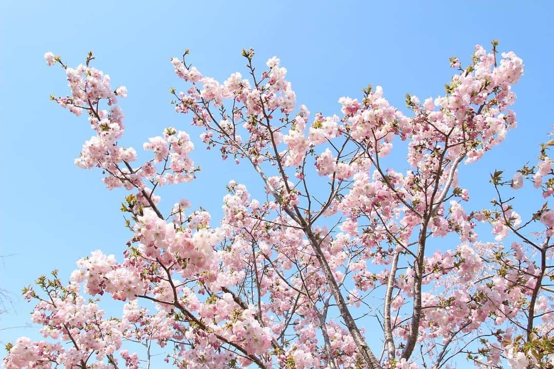 ogapiiiiiさんのインスタグラム写真 - (ogapiiiiiInstagram)「地元で見た桜たち🌸  ＊ソメイヨシノ ＊横輪桜 ＊陽光桜 ＊枝垂れ桜 ＊八重桜 ＊オオシマザクラ（樹齢360年以上だそうです）  また来年も沢山見れますように😇💫  #志摩市 #志摩  #桜 #陽光桜 #ソメイヨシノ #横輪桜 #八重桜 #枝垂れ桜 #横山展望台 #創造の森 #インナーカラー #三重県 #三重  #伊勢志摩 #天の岩戸 #japantravel #花見 #お花見 #大自然 #誰かに見せたい風景 #だれかにみせたい景色 #伊勢志摩国立公園 #visitmie  #visitjapan #visitjapanjp #kankomie #Cherryblossom #spring」4月17日 16時00分 - ogapiiiii
