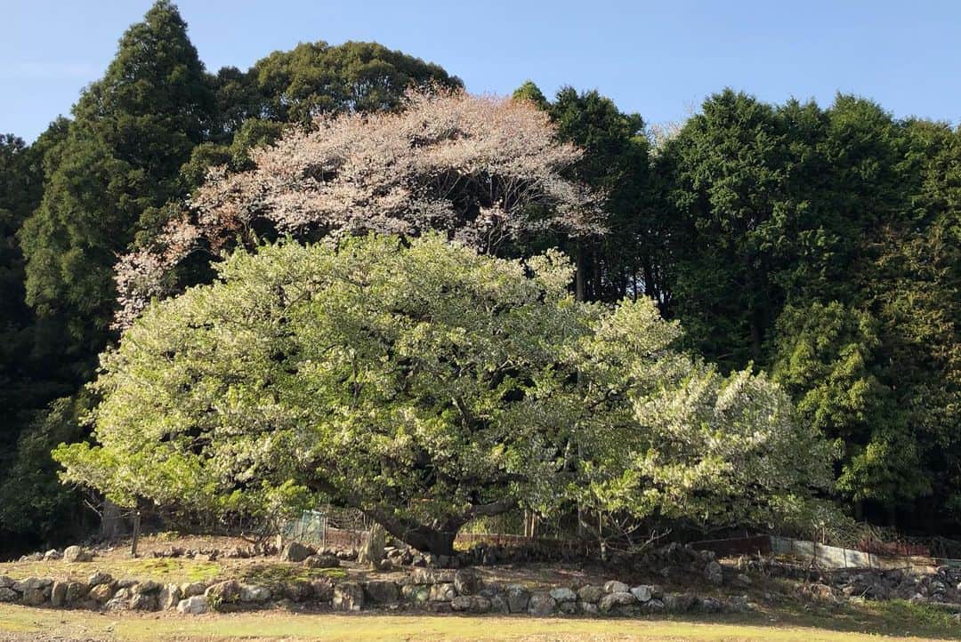 ogapiiiiiさんのインスタグラム写真 - (ogapiiiiiInstagram)「地元で見た桜たち🌸  ＊ソメイヨシノ ＊横輪桜 ＊陽光桜 ＊枝垂れ桜 ＊八重桜 ＊オオシマザクラ（樹齢360年以上だそうです）  また来年も沢山見れますように😇💫  #志摩市 #志摩  #桜 #陽光桜 #ソメイヨシノ #横輪桜 #八重桜 #枝垂れ桜 #横山展望台 #創造の森 #インナーカラー #三重県 #三重  #伊勢志摩 #天の岩戸 #japantravel #花見 #お花見 #大自然 #誰かに見せたい風景 #だれかにみせたい景色 #伊勢志摩国立公園 #visitmie  #visitjapan #visitjapanjp #kankomie #Cherryblossom #spring」4月17日 16時00分 - ogapiiiii