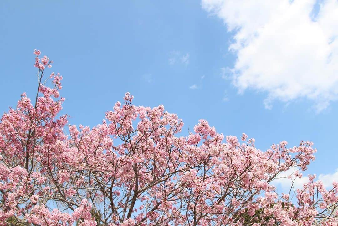 ogapiiiiiさんのインスタグラム写真 - (ogapiiiiiInstagram)「地元で見た桜たち🌸  ＊ソメイヨシノ ＊横輪桜 ＊陽光桜 ＊枝垂れ桜 ＊八重桜 ＊オオシマザクラ（樹齢360年以上だそうです）  また来年も沢山見れますように😇💫  #志摩市 #志摩  #桜 #陽光桜 #ソメイヨシノ #横輪桜 #八重桜 #枝垂れ桜 #横山展望台 #創造の森 #インナーカラー #三重県 #三重  #伊勢志摩 #天の岩戸 #japantravel #花見 #お花見 #大自然 #誰かに見せたい風景 #だれかにみせたい景色 #伊勢志摩国立公園 #visitmie  #visitjapan #visitjapanjp #kankomie #Cherryblossom #spring」4月17日 16時00分 - ogapiiiii