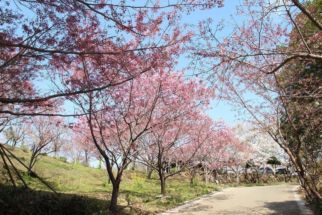 ogapiiiiiさんのインスタグラム写真 - (ogapiiiiiInstagram)「地元で見た桜たち🌸  ＊ソメイヨシノ ＊横輪桜 ＊陽光桜 ＊枝垂れ桜 ＊八重桜 ＊オオシマザクラ（樹齢360年以上だそうです）  また来年も沢山見れますように😇💫  #志摩市 #志摩  #桜 #陽光桜 #ソメイヨシノ #横輪桜 #八重桜 #枝垂れ桜 #横山展望台 #創造の森 #インナーカラー #三重県 #三重  #伊勢志摩 #天の岩戸 #japantravel #花見 #お花見 #大自然 #誰かに見せたい風景 #だれかにみせたい景色 #伊勢志摩国立公園 #visitmie  #visitjapan #visitjapanjp #kankomie #Cherryblossom #spring」4月17日 16時00分 - ogapiiiii