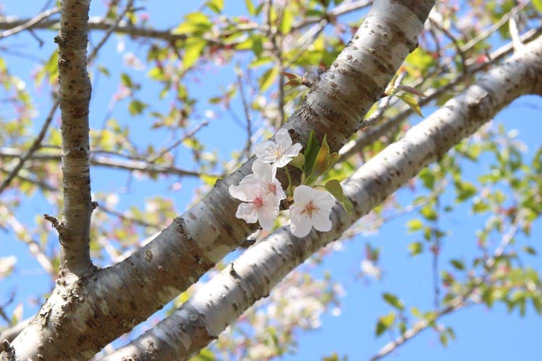 ogapiiiiiさんのインスタグラム写真 - (ogapiiiiiInstagram)「地元で見た桜たち🌸  ＊ソメイヨシノ ＊横輪桜 ＊陽光桜 ＊枝垂れ桜 ＊八重桜 ＊オオシマザクラ（樹齢360年以上だそうです）  また来年も沢山見れますように😇💫  #志摩市 #志摩  #桜 #陽光桜 #ソメイヨシノ #横輪桜 #八重桜 #枝垂れ桜 #横山展望台 #創造の森 #インナーカラー #三重県 #三重  #伊勢志摩 #天の岩戸 #japantravel #花見 #お花見 #大自然 #誰かに見せたい風景 #だれかにみせたい景色 #伊勢志摩国立公園 #visitmie  #visitjapan #visitjapanjp #kankomie #Cherryblossom #spring」4月17日 16時00分 - ogapiiiii