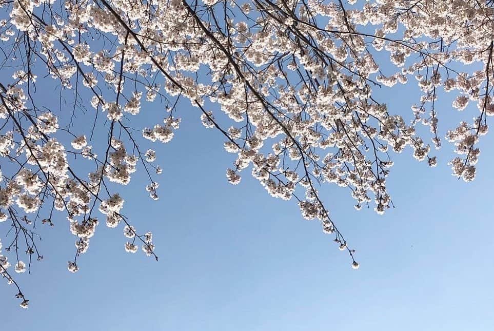 ogapiiiiiさんのインスタグラム写真 - (ogapiiiiiInstagram)「地元で見た桜たち🌸  ＊ソメイヨシノ ＊横輪桜 ＊陽光桜 ＊枝垂れ桜 ＊八重桜 ＊オオシマザクラ（樹齢360年以上だそうです）  また来年も沢山見れますように😇💫  #志摩市 #志摩  #桜 #陽光桜 #ソメイヨシノ #横輪桜 #八重桜 #枝垂れ桜 #横山展望台 #創造の森 #インナーカラー #三重県 #三重  #伊勢志摩 #天の岩戸 #japantravel #花見 #お花見 #大自然 #誰かに見せたい風景 #だれかにみせたい景色 #伊勢志摩国立公園 #visitmie  #visitjapan #visitjapanjp #kankomie #Cherryblossom #spring」4月17日 16時00分 - ogapiiiii