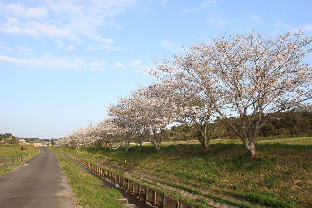 ogapiiiiiさんのインスタグラム写真 - (ogapiiiiiInstagram)「地元で見た桜たち🌸  ＊ソメイヨシノ ＊横輪桜 ＊陽光桜 ＊枝垂れ桜 ＊八重桜 ＊オオシマザクラ（樹齢360年以上だそうです）  また来年も沢山見れますように😇💫  #志摩市 #志摩  #桜 #陽光桜 #ソメイヨシノ #横輪桜 #八重桜 #枝垂れ桜 #横山展望台 #創造の森 #インナーカラー #三重県 #三重  #伊勢志摩 #天の岩戸 #japantravel #花見 #お花見 #大自然 #誰かに見せたい風景 #だれかにみせたい景色 #伊勢志摩国立公園 #visitmie  #visitjapan #visitjapanjp #kankomie #Cherryblossom #spring」4月17日 16時00分 - ogapiiiii
