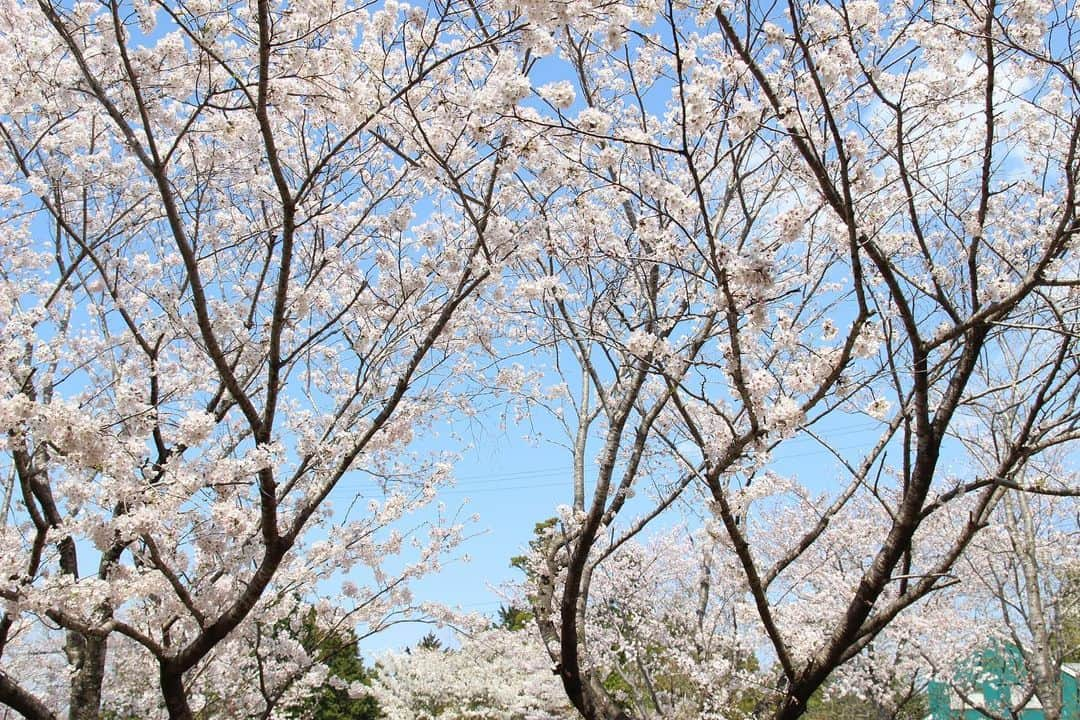 ogapiiiiiのインスタグラム：「地元で見た桜たち🌸  ＊ソメイヨシノ ＊横輪桜 ＊陽光桜 ＊枝垂れ桜 ＊八重桜 ＊オオシマザクラ（樹齢360年以上だそうです）  また来年も沢山見れますように😇💫  #志摩市 #志摩  #桜 #陽光桜 #ソメイヨシノ #横輪桜 #八重桜 #枝垂れ桜 #横山展望台 #創造の森 #インナーカラー #三重県 #三重  #伊勢志摩 #天の岩戸 #japantravel #花見 #お花見 #大自然 #誰かに見せたい風景 #だれかにみせたい景色 #伊勢志摩国立公園 #visitmie  #visitjapan #visitjapanjp #kankomie #Cherryblossom #spring」