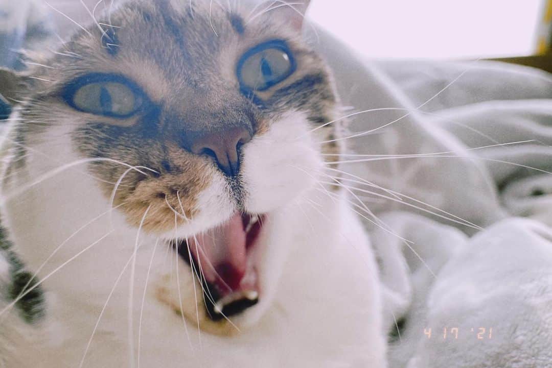仲里依紗のインスタグラム：「ヒカキンさんの 20万円金箔寿司YouTube 急上昇１位！😻✨✌🏻⤴️ トカゲくんのドッキリも５位⤴️🦎✨ Awesome👏🏻👏🏻👏🏻🌈 . きゅーじょーしょーーーー！？って言ってるおかかの顔😹 カメラマン小野ゆり子📷 @yurikoono_official」