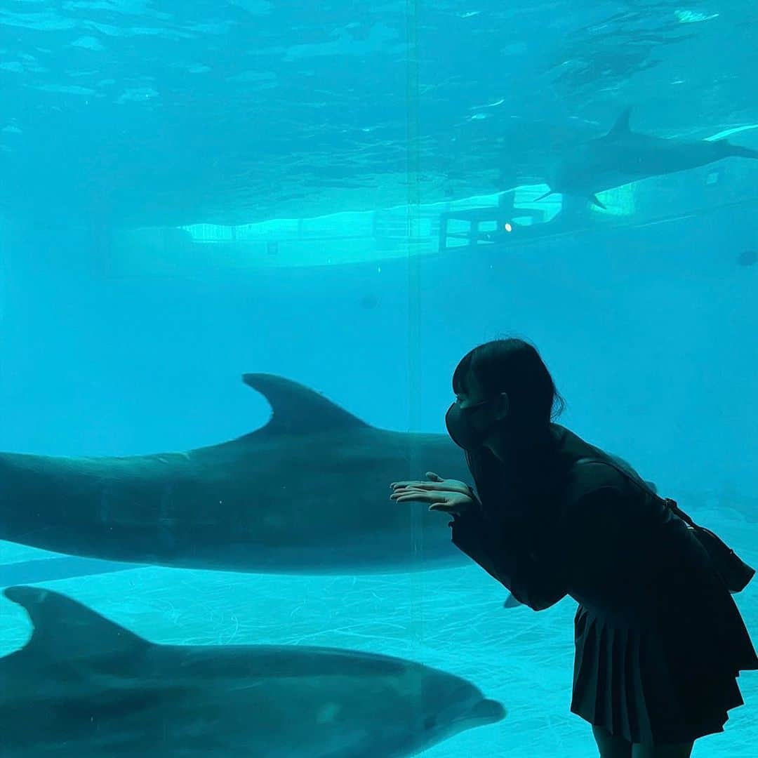 松本日向さんのインスタグラム写真 - (松本日向Instagram)「ひなたも泳ぎたい〜〜🐬  . . . . . . . . . . . . . . . . . . . . . . . . . . . . . . #下関 #下関水族館 #九州旅行 #イルカ #セットアップ #唐戸市場」4月17日 18時04分 - matsumoto_hinata