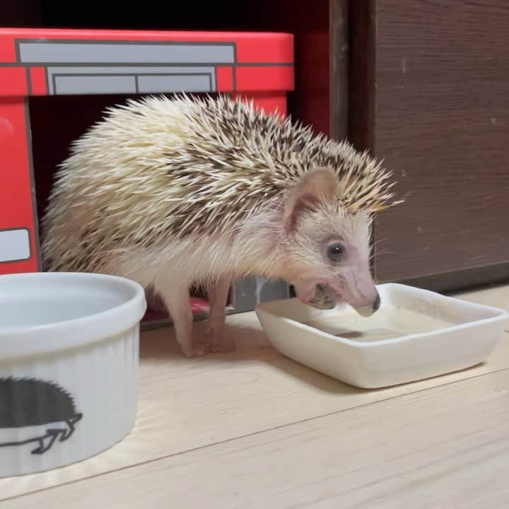RONのインスタグラム：「カイくん今日も腫瘍を切ってきました。 下あごがだんだん小さくなってきたような... 黒く見えるのはレーザーで焼いたあとです。  切除は今回で6回目です。月1回のペースで切ってます。 今回は下あごの下にビー玉サイズの腫れができて血が滲んで舌は左からしか出せない状態でした。 いつもの事ですが帰ってすぐにフードをすごい勢いで食べます。  カイくん強いなー。 こんなにがんばるとは。  #ハリネズミのカイ #ハリネズミ #はりねずみ #ハリネズミのいる暮らし #ハリフル #モフモフ部 #hedgie #hedgehog #hedgehogs #hedgehoglove #hedgehogsofinstagram #Igel #hérisson #riccio #erizo #kai」