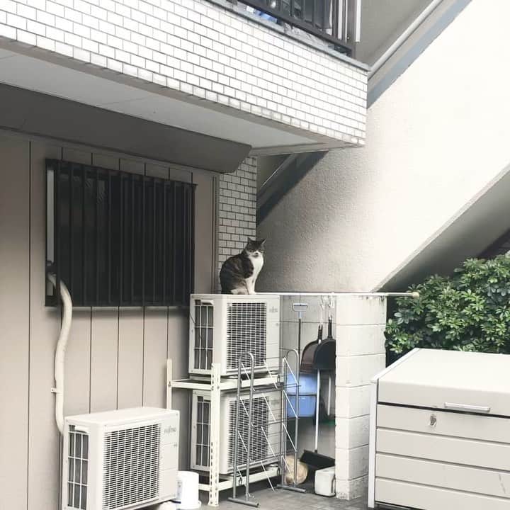 カネコアヤノのインスタグラム：「こんにちは」