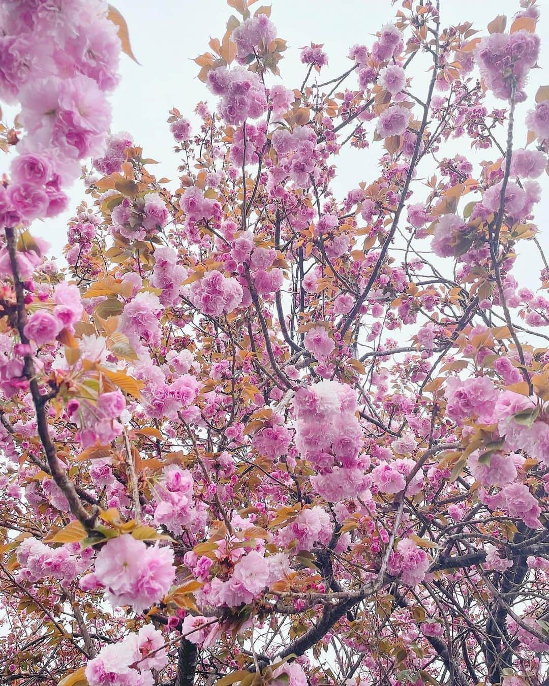 桃華絵里さんのインスタグラム写真 - (桃華絵里Instagram)「Beautiful peony cherry blossoms even on rainy days💗  今日は雨だけど  牡丹桜がとても綺麗で癒された 帰り道😊🌸  皆様 素敵な週末を💕  #fashion #ootd #butterfly #牡丹桜 #雨 #今日のコーデ」4月17日 21時42分 - _momoka828_